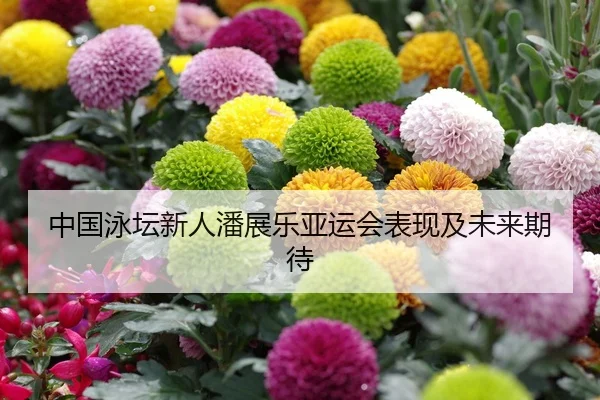 中国泳坛新人潘展乐亚运会表现及未来期待